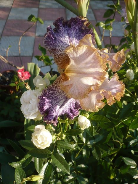 P1410557 - GRADINA 2019