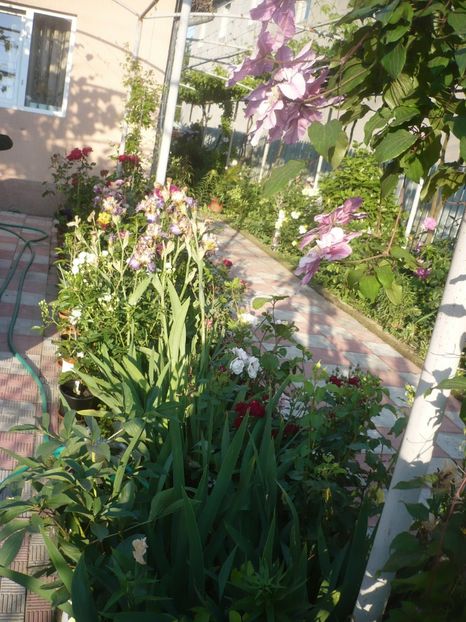 P1410561 - GRADINA 2019