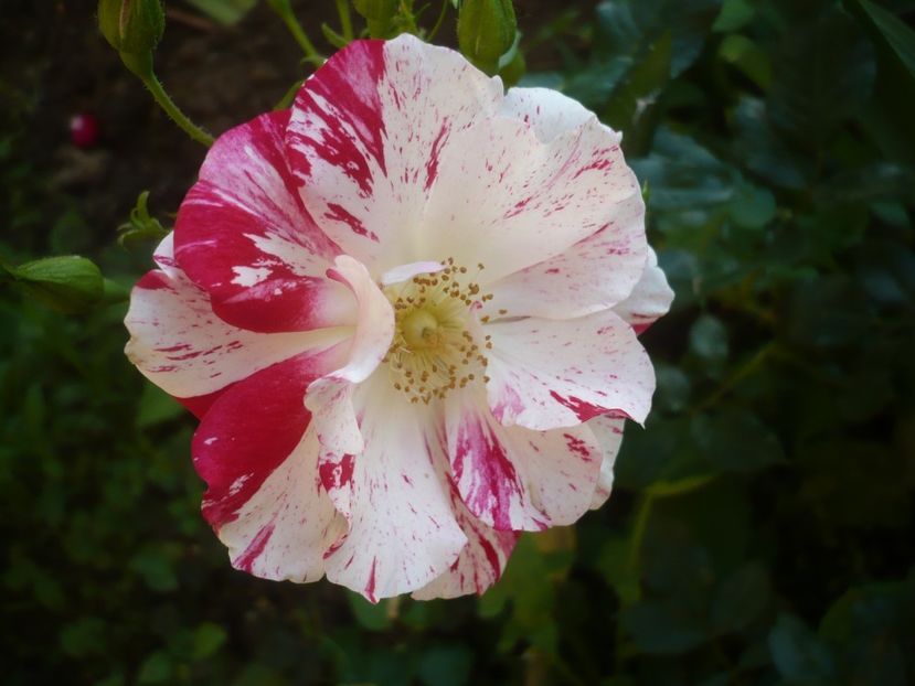 P1410568 - GRADINA 2019