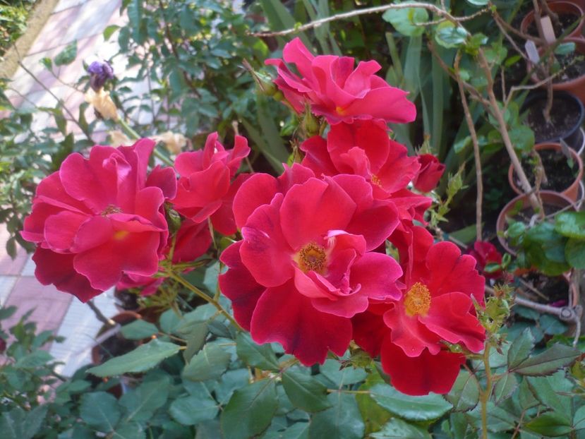 P1410569 - GRADINA 2019