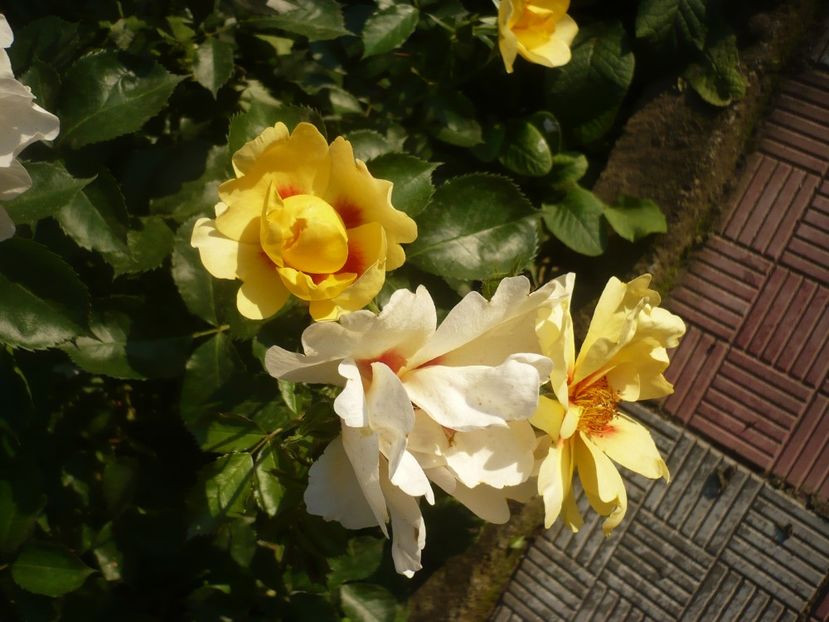 P1410571 - GRADINA 2019