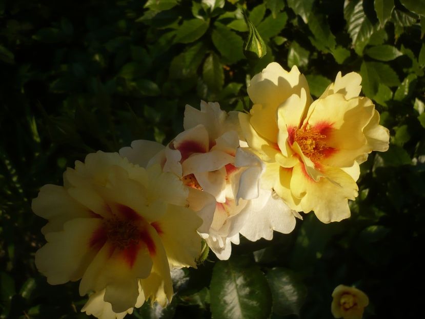 P1410572 - GRADINA 2019