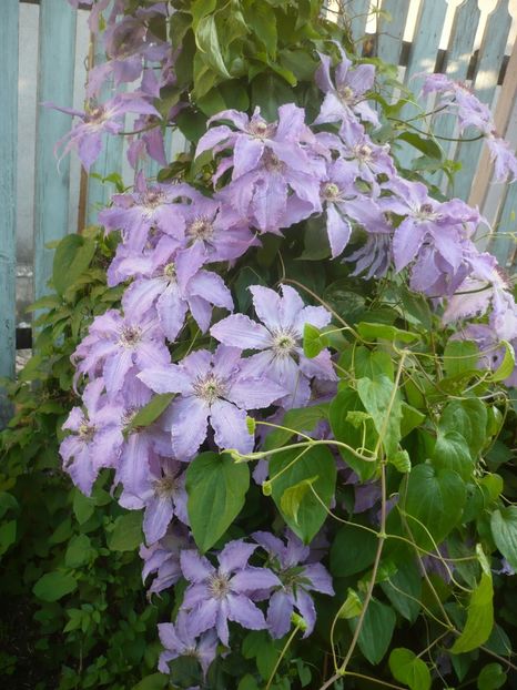 P1410577 - GRADINA 2019