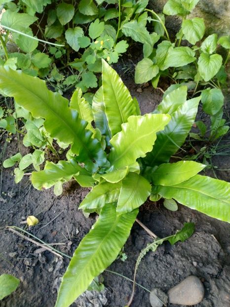 Limba cerbului - Diverse plante