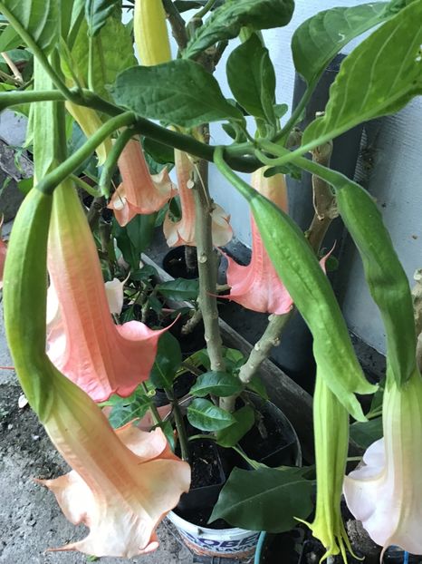 D46EA9AF-ADBB-474E-8636-2D0C2FE4C432 - Brugmansii 2019