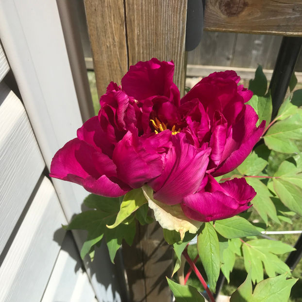  - Jurnalul gradinii 2019