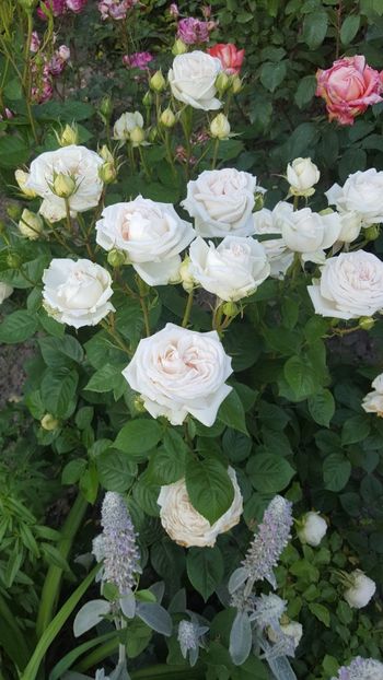  - Madame Anisette