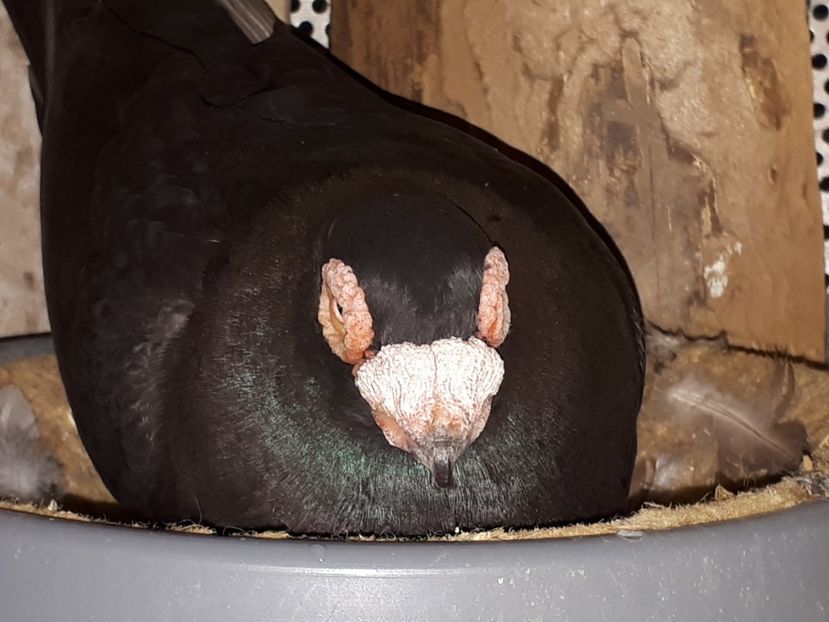 F - I _ carunculați 2019