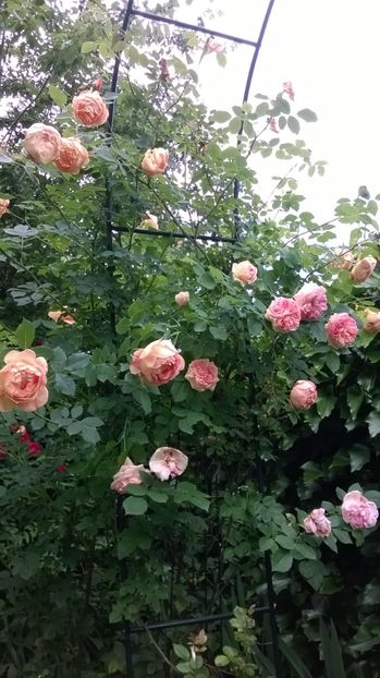 Lady of Shallot, Gloire de Dijon - Gradina 2019