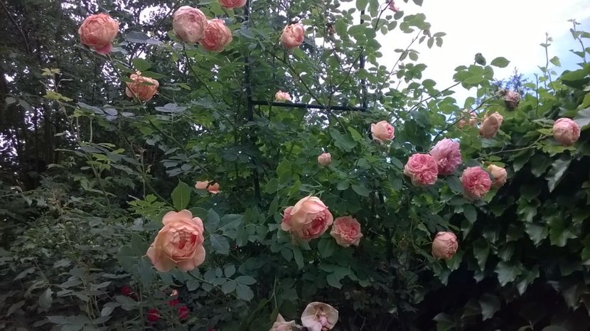 Lady of Shallot, Gloire de Dijon - Gradina 2019