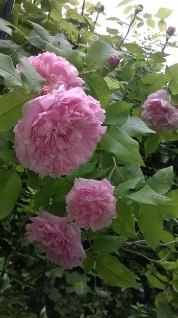 Jaques Cartier - Gradina 2019