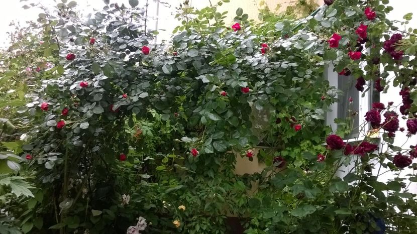  - Gradina 2019