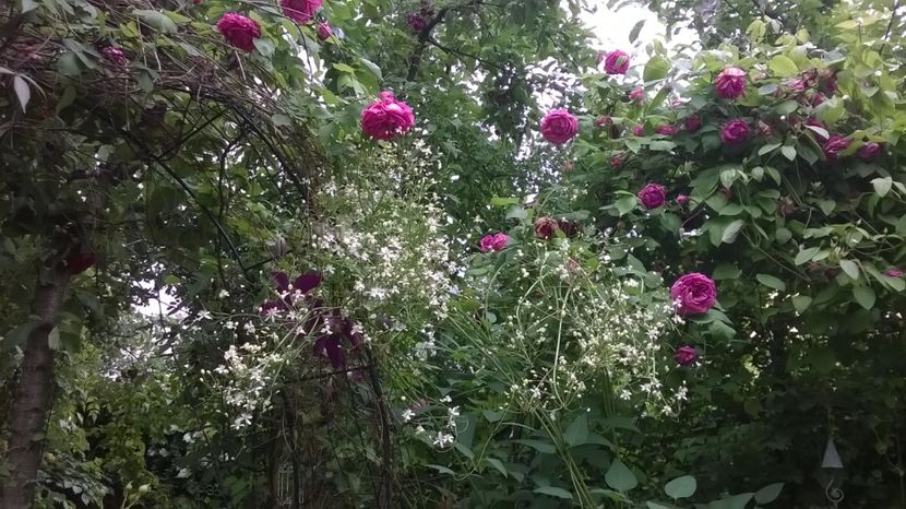  - Gradina 2019