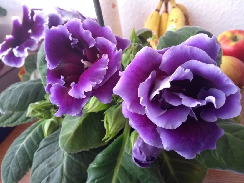  - gloxinia