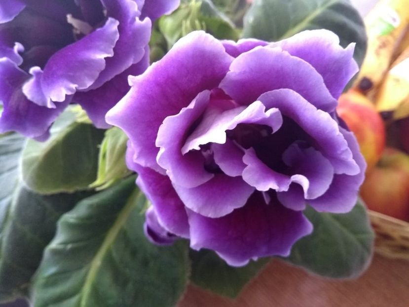  - gloxinia