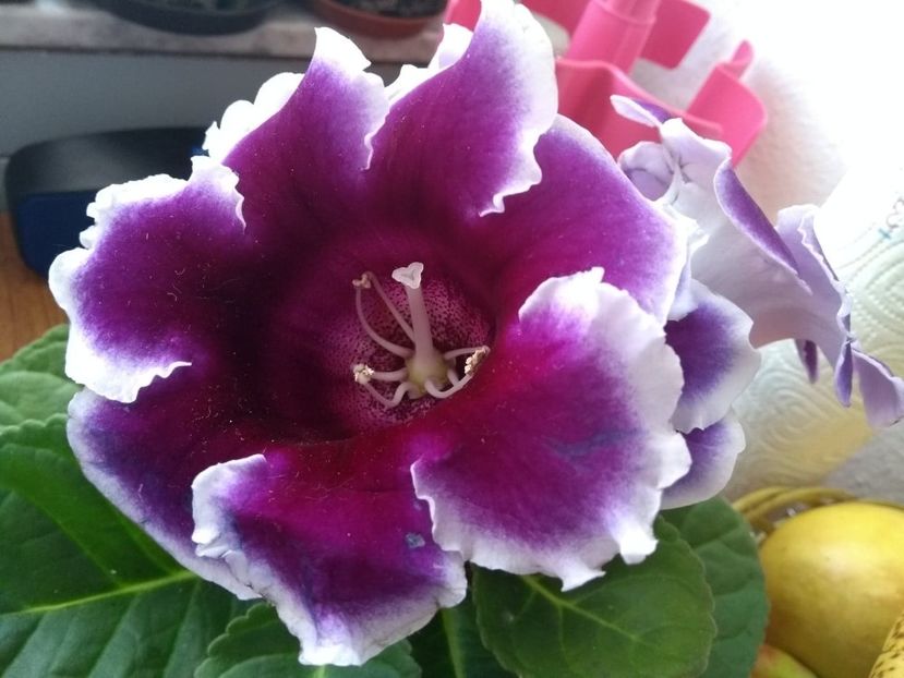  - gloxinia