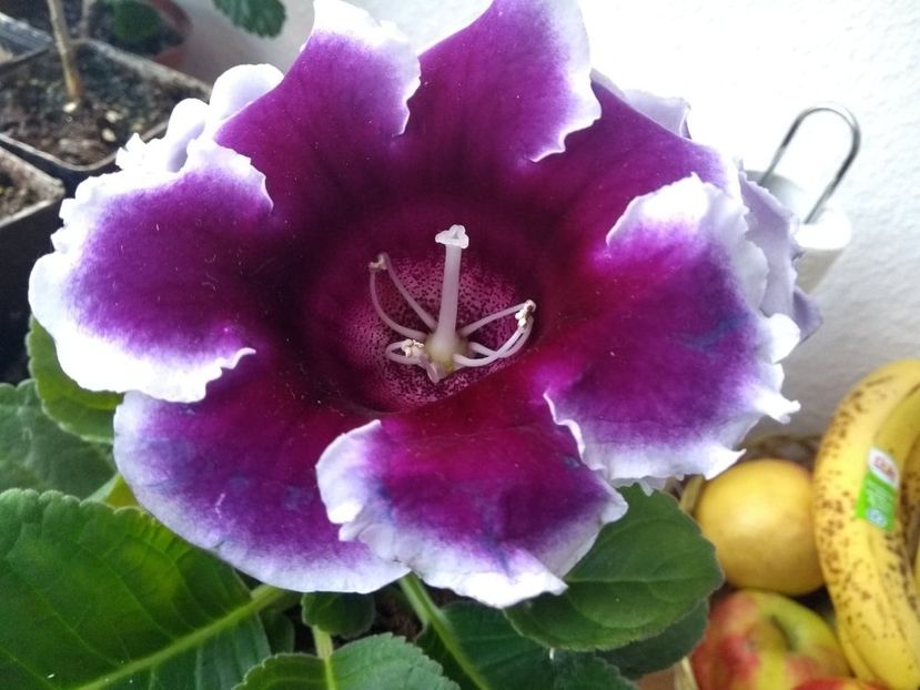  - gloxinia