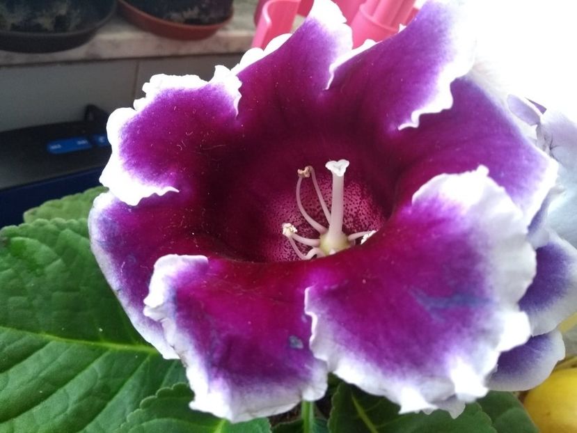  - gloxinia