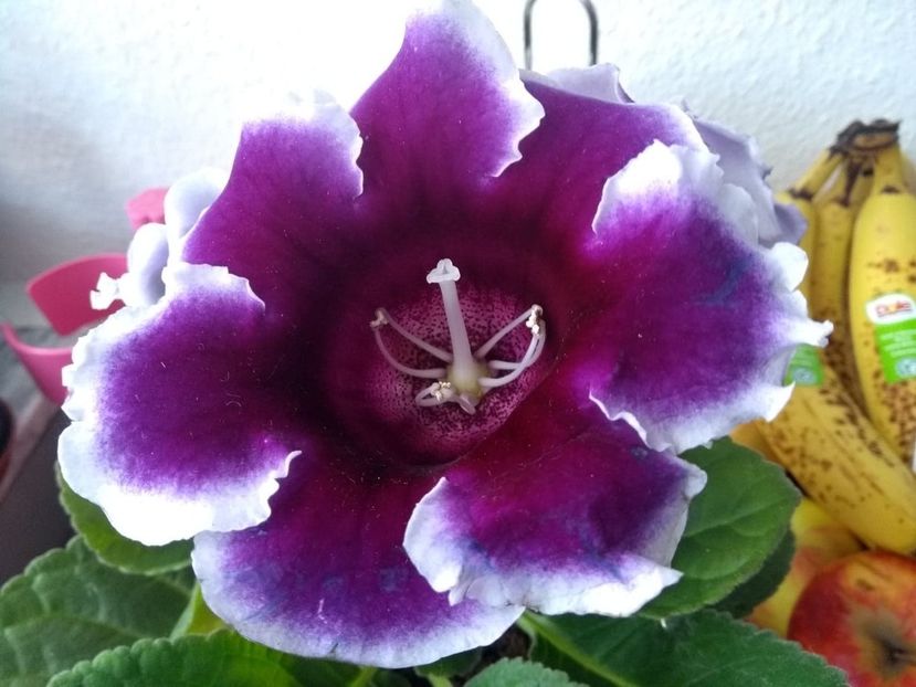 - gloxinia
