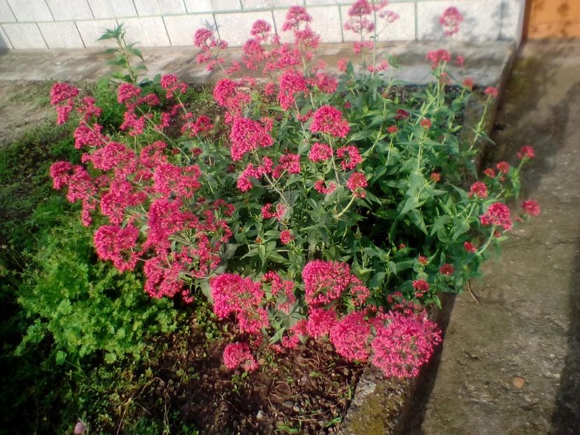  - Centranthus ruber red