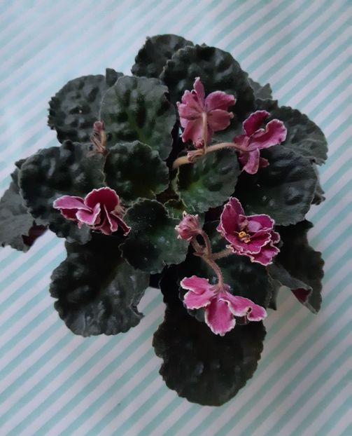 29.05.2019 - LE-Magenta -Lebetskaya-