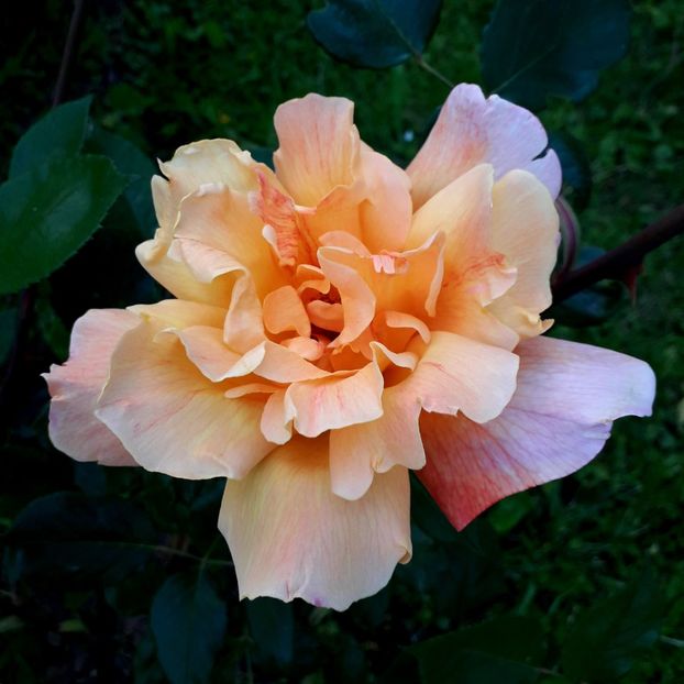  - TRANDAFIRI 2018-2019