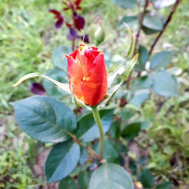  - TRANDAFIRI 2018-2019