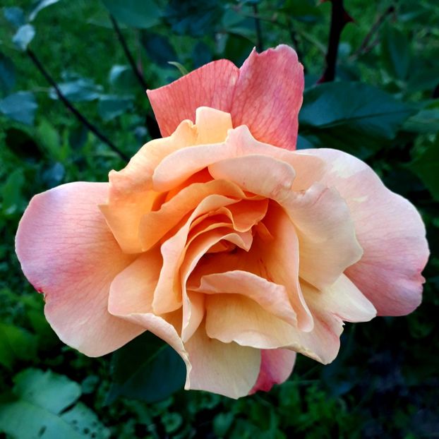  - TRANDAFIRI 2018-2019