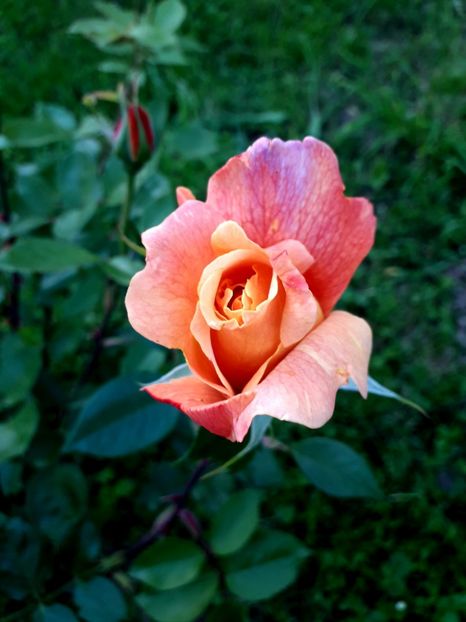  - TRANDAFIRI 2018-2019