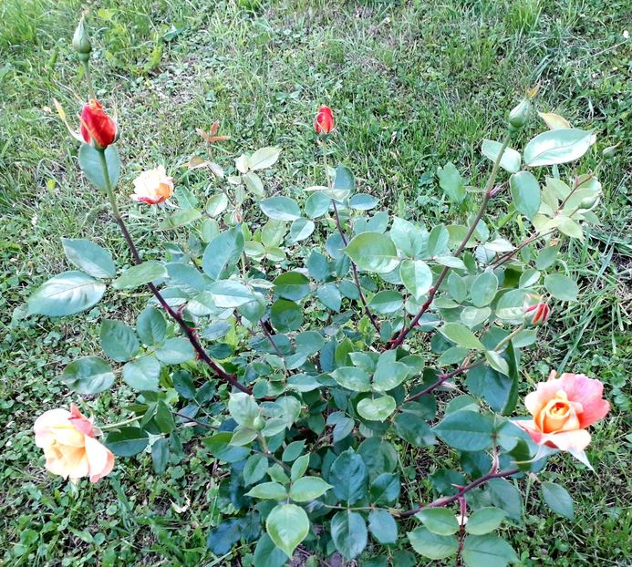  - TRANDAFIRI 2018-2019