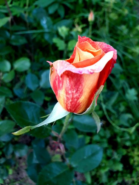  - TRANDAFIRI 2018-2019