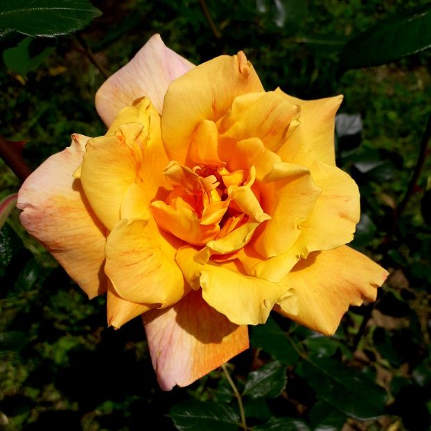  - TRANDAFIRI 2018-2019