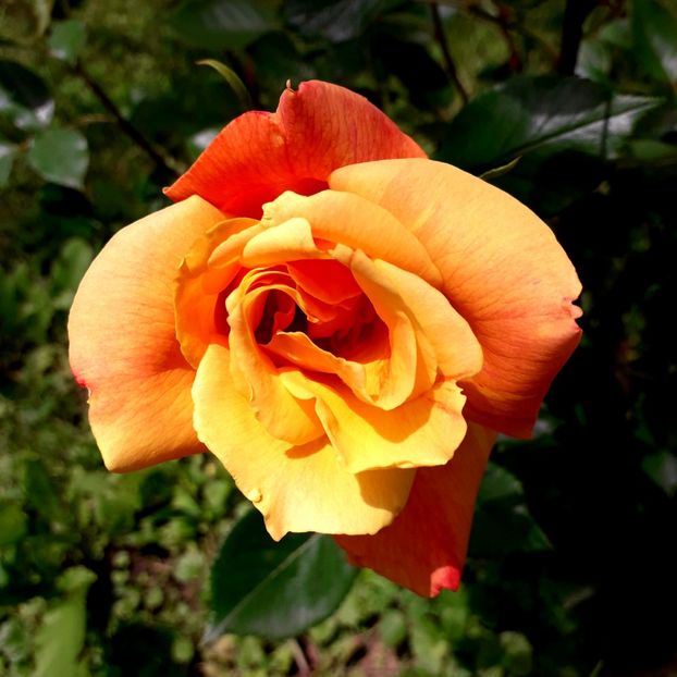  - TRANDAFIRI 2018-2019