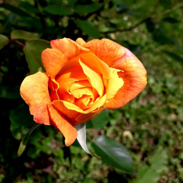  - TRANDAFIRI 2018-2019