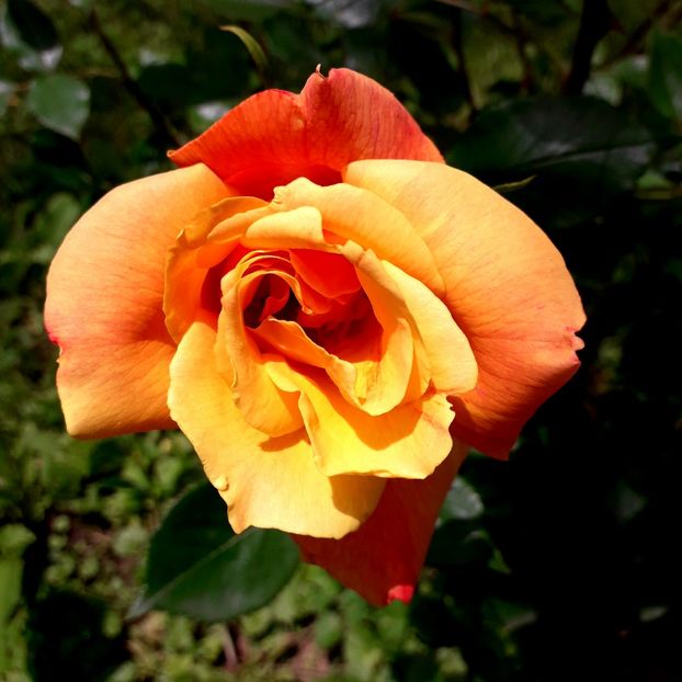  - TRANDAFIRI 2018-2019