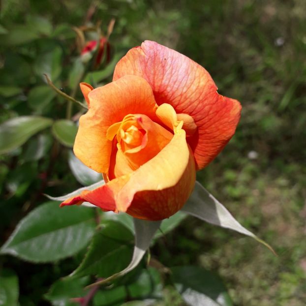  - TRANDAFIRI 2018-2019