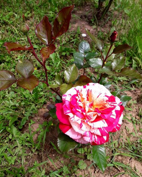  - TRANDAFIRI 2018-2019