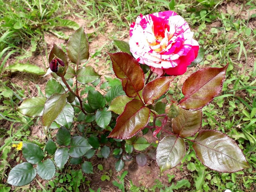  - TRANDAFIRI 2018-2019