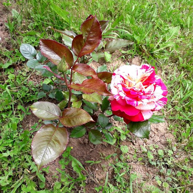  - TRANDAFIRI 2018-2019