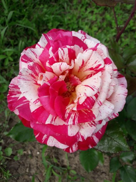  - TRANDAFIRI 2018-2019