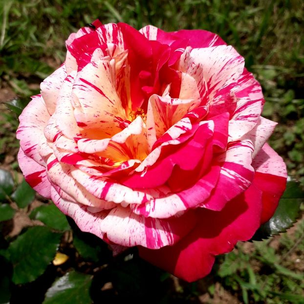  - TRANDAFIRI 2018-2019