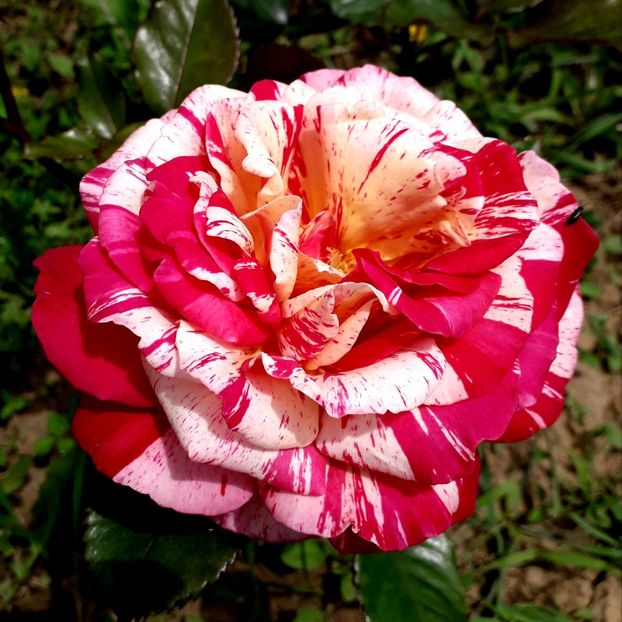  - TRANDAFIRI 2018-2019