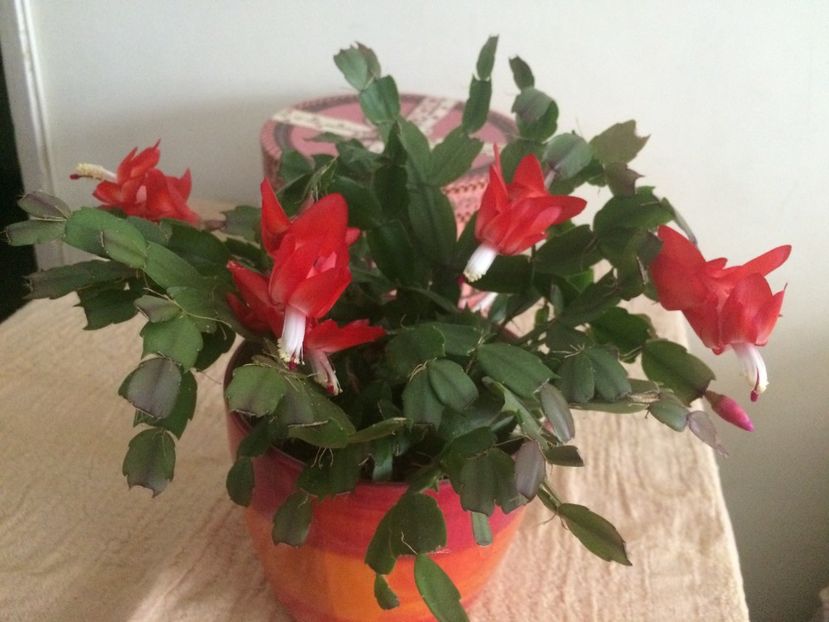  - Cactusi si suculente