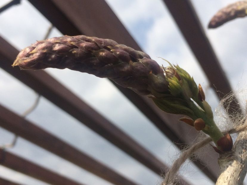 Primii muguri de flori 2019 - Glicina