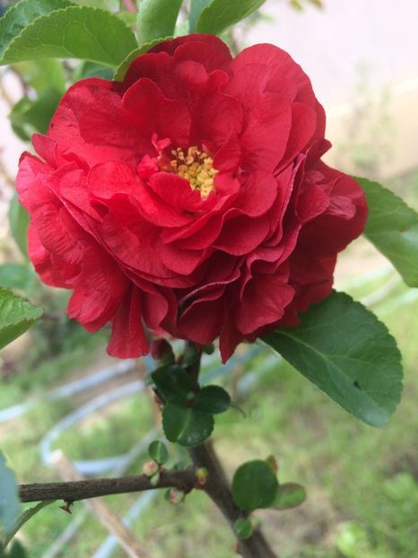 Scarlet storm - Gutui japonez