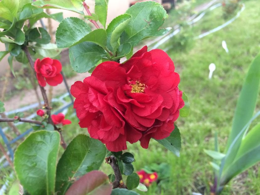 Scarlet storm - Gutui japonez