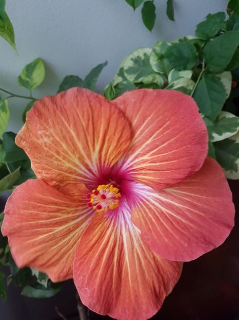  - HIBISCUS 2019