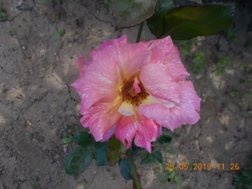 mediteranea - Trandafiri 2019