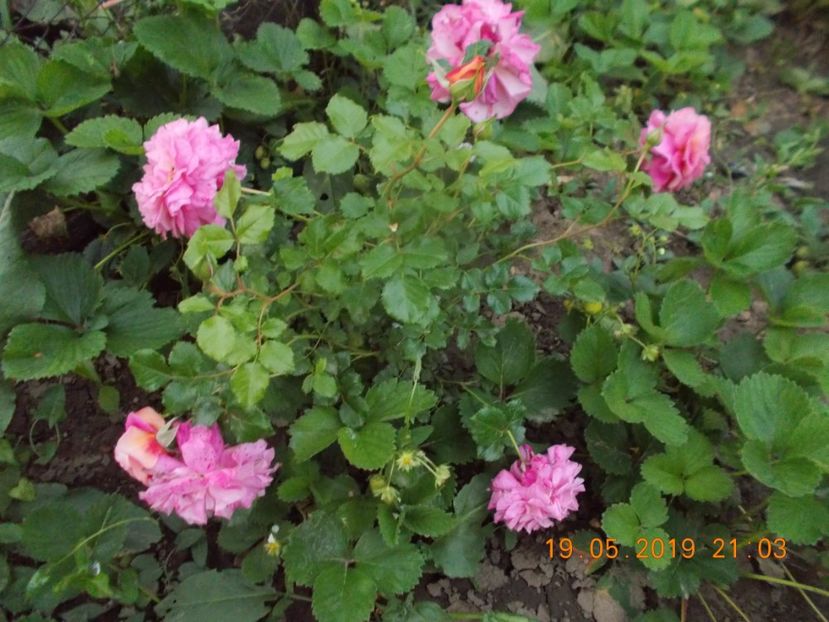  - Trandafiri 2019