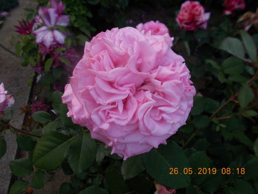 ashley - Trandafiri 2019